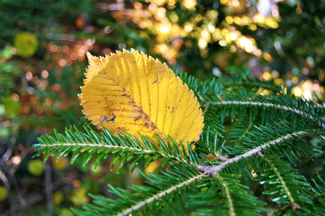 Image - autumn yellow autumn foliage leaf