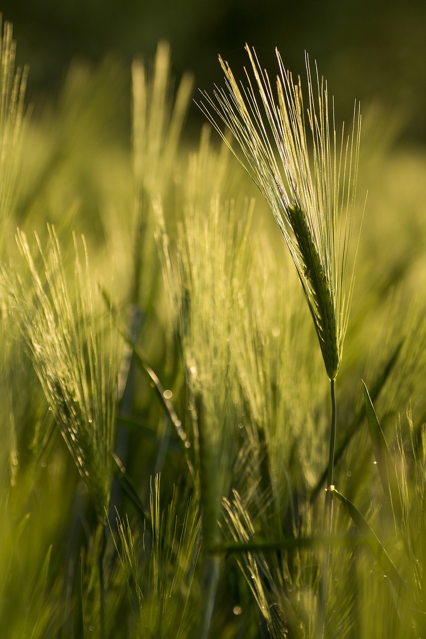 Image - wheat cereals green ecologically