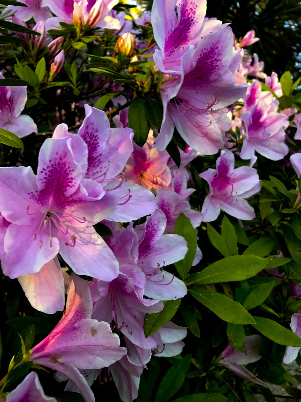 Image - azalea blooms bush