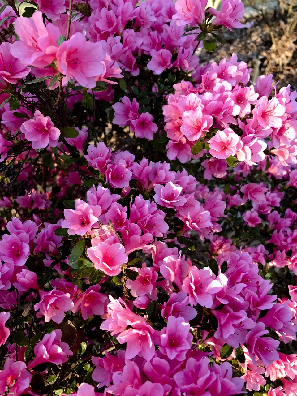 Image - azalea blooms bush