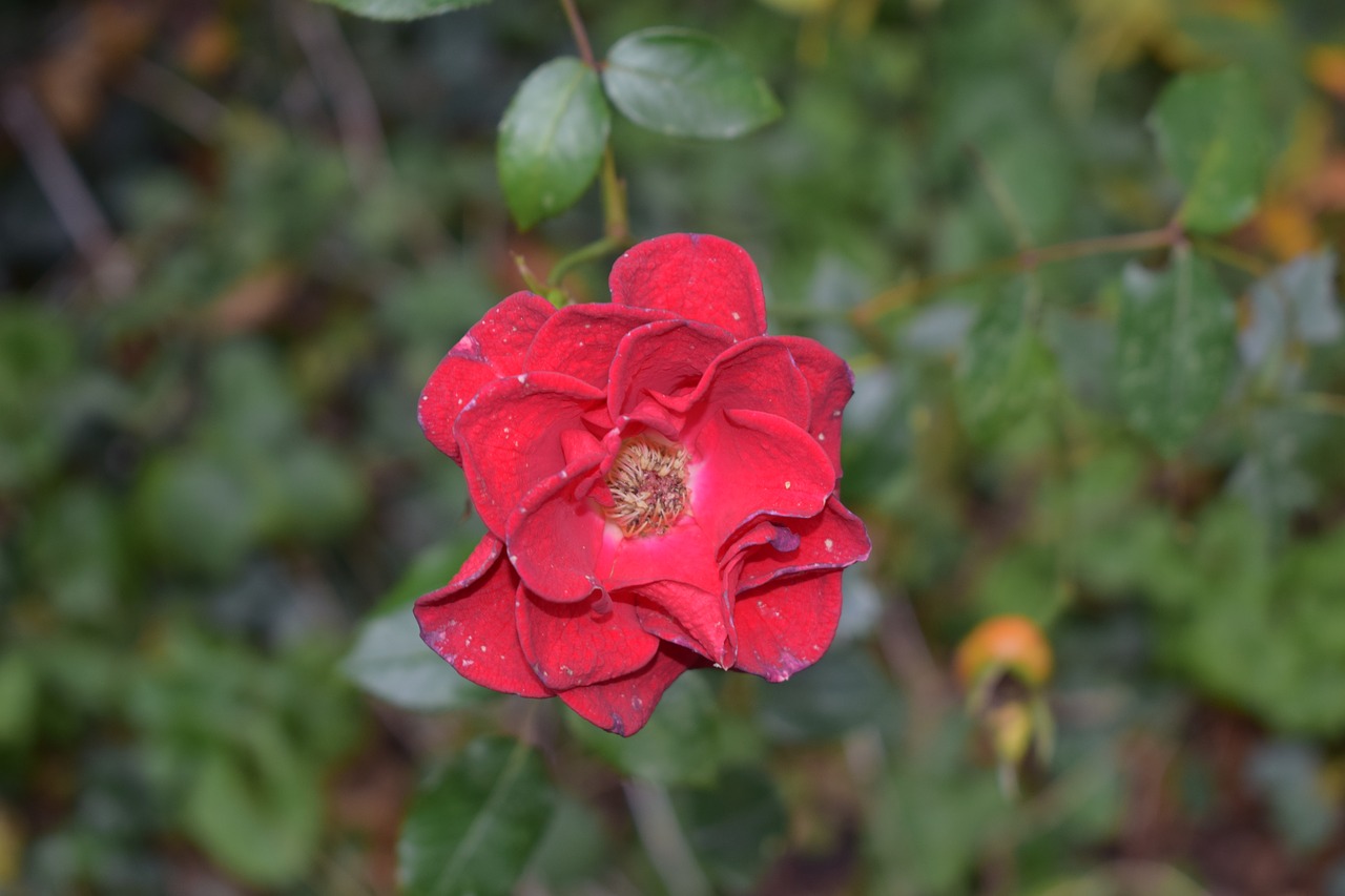 Image - flower dying petal decay wither