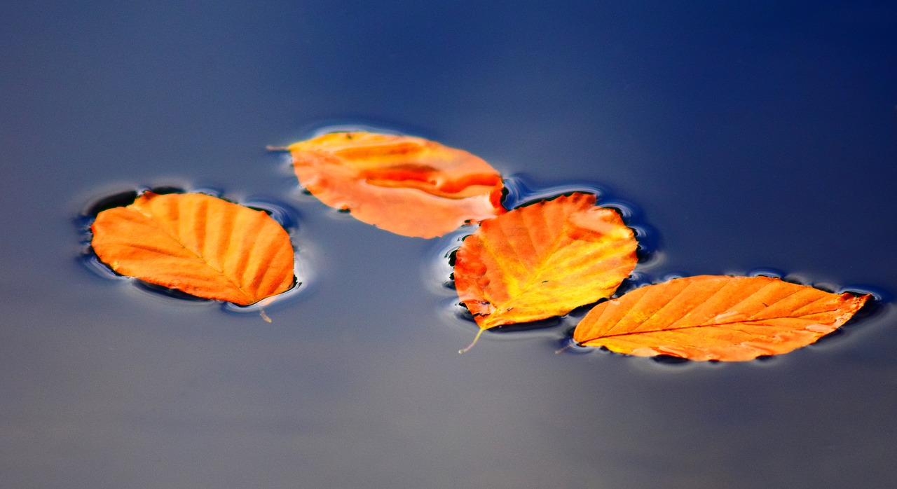 Image - leaves autumn fall foliage