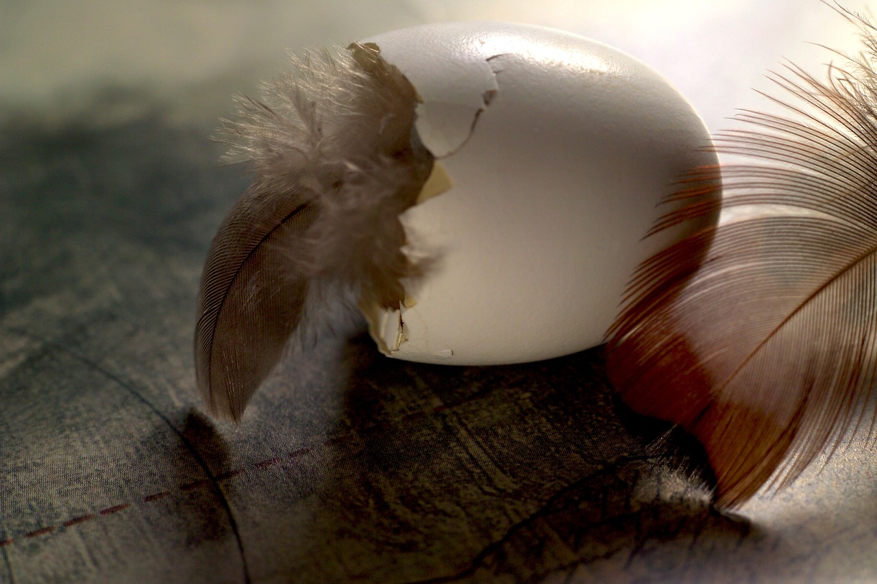 Image - feather ease egg nature