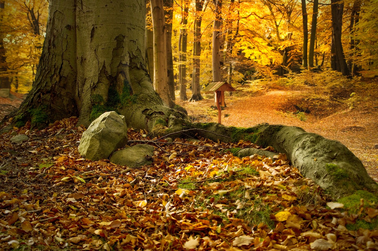 Image - beech forest bučina beech colors