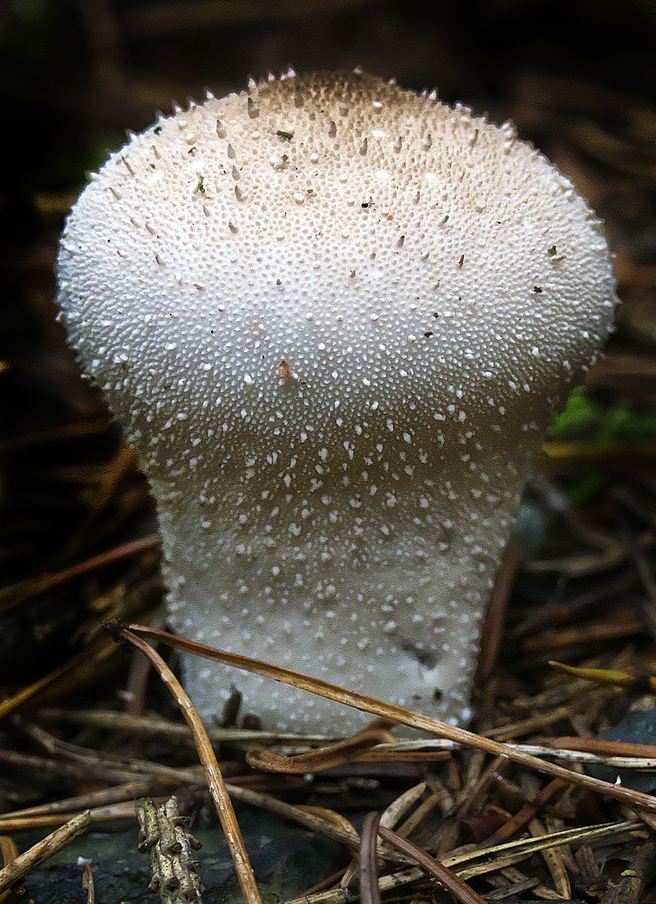 Image - mushroom bottle umbrinum