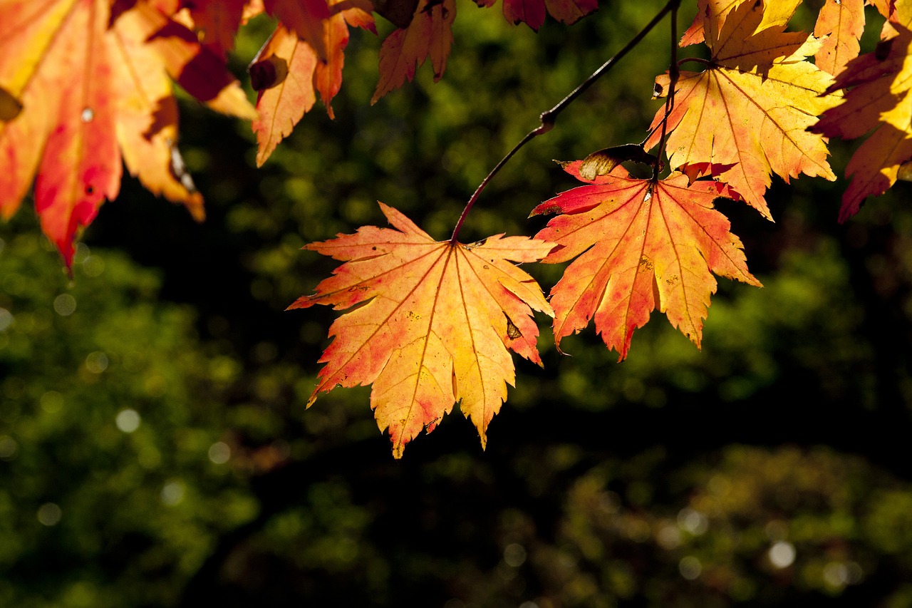 Image - autumn leaves leaves autumn