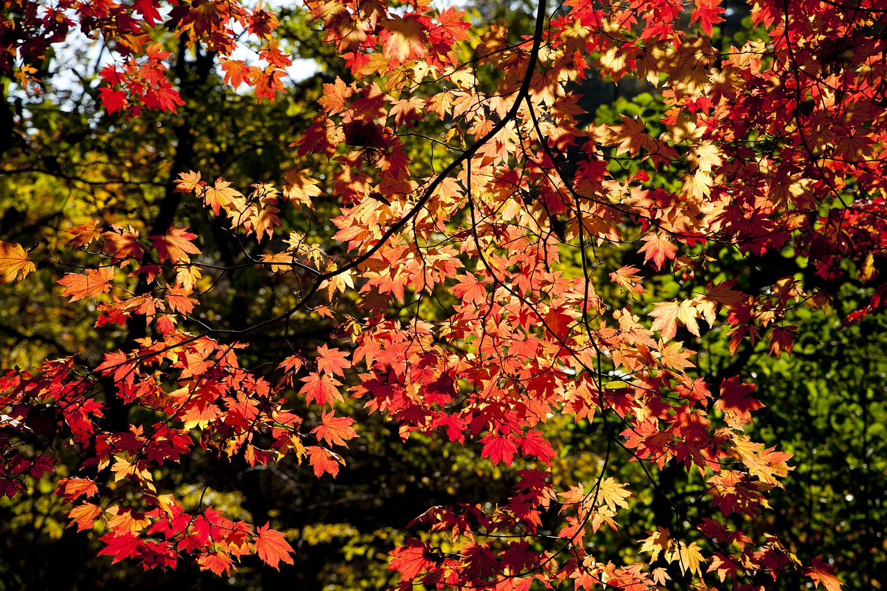 Image - autumn leaves leaves autumn