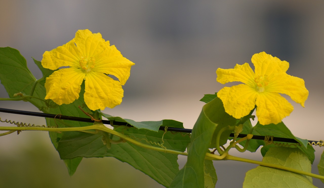 Image - pair yellow flowers