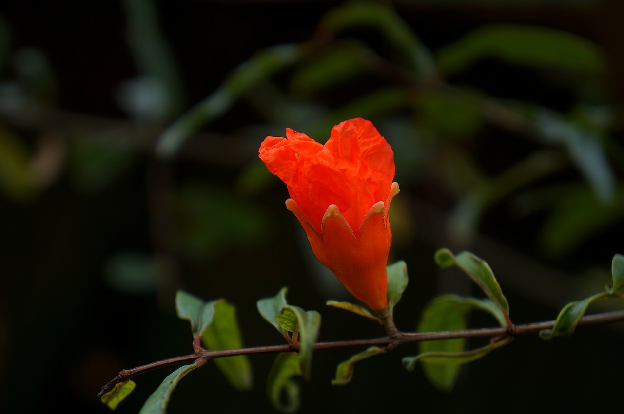 Image - natural pomegranate blossom red