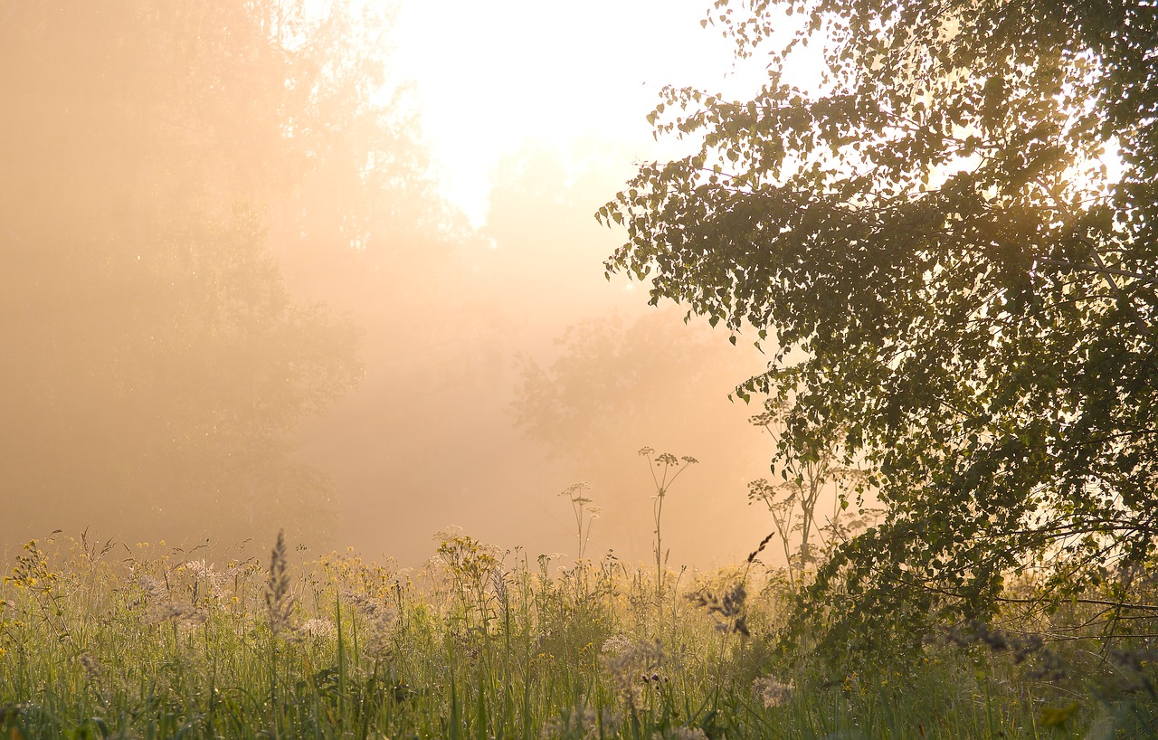 Image - summer landscape background dawn