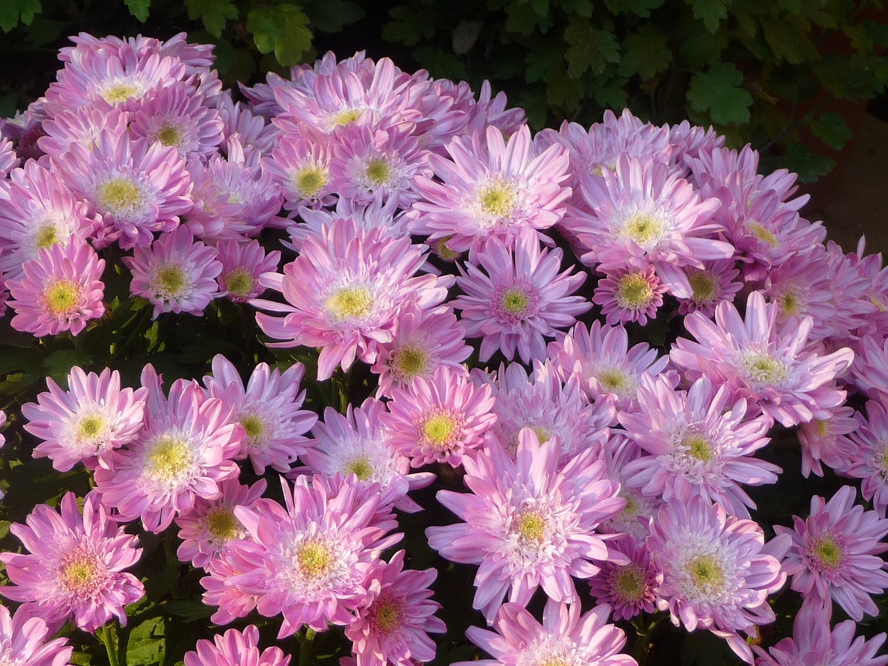 Image - 小菊 chrysanthemum pink