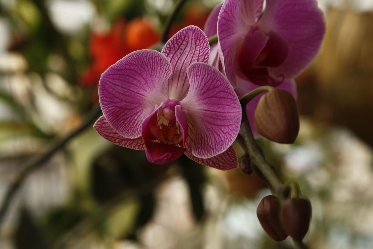 Image - orchid phalanopsis flower