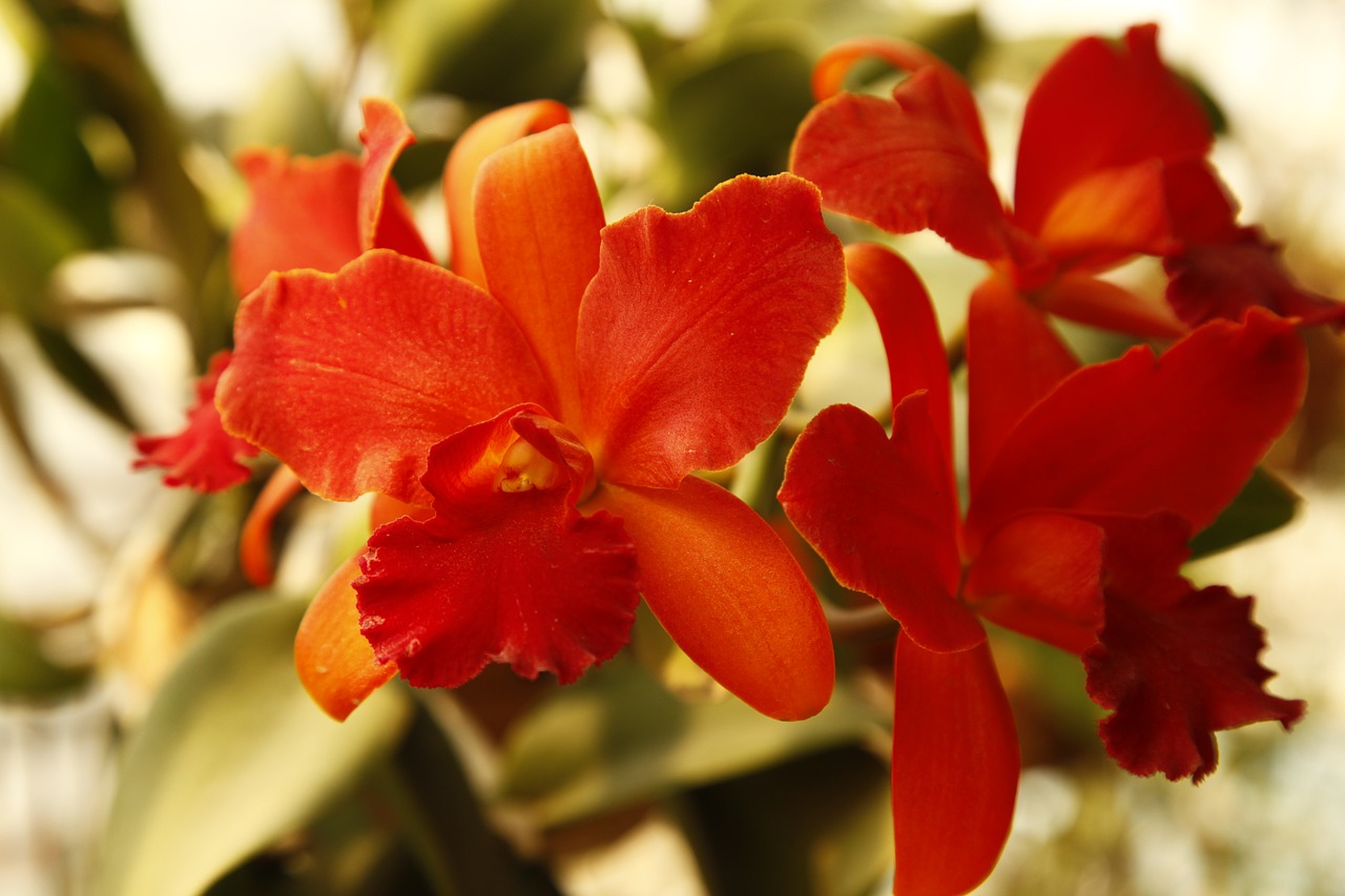 Image - orchid cattelya flower
