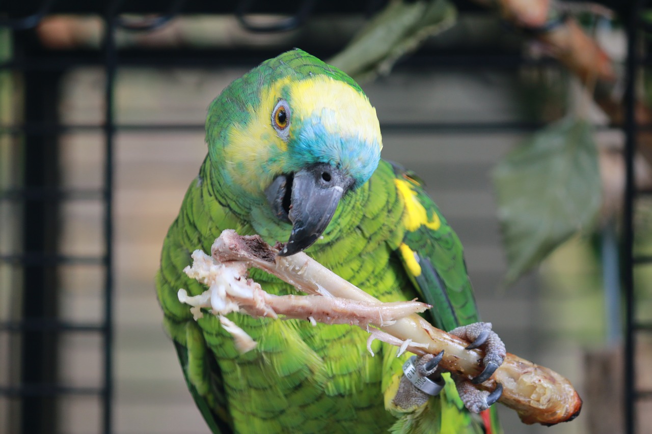 Image - parrot amazon blue forehead bird