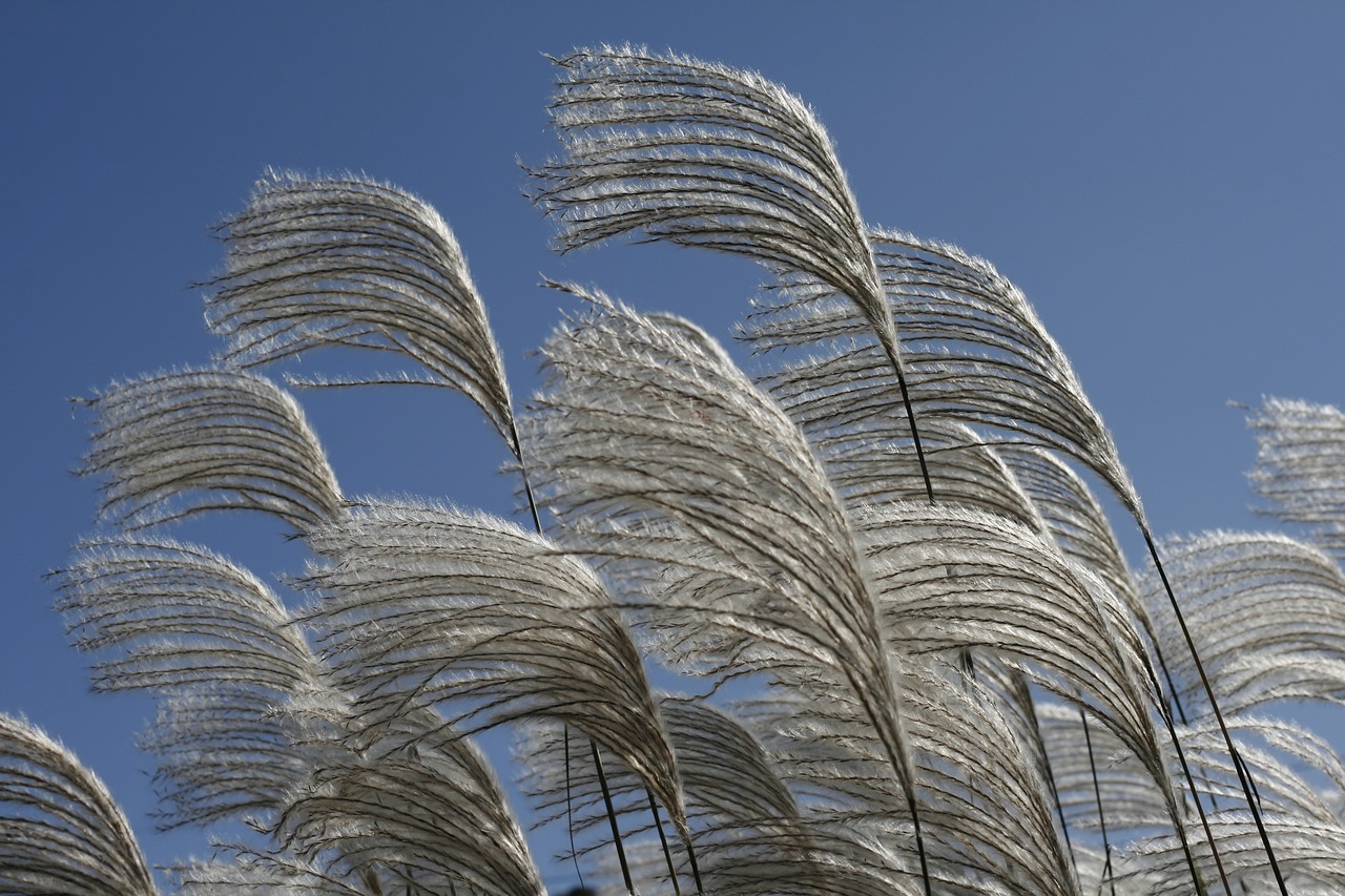 Image - silver pool silver grass