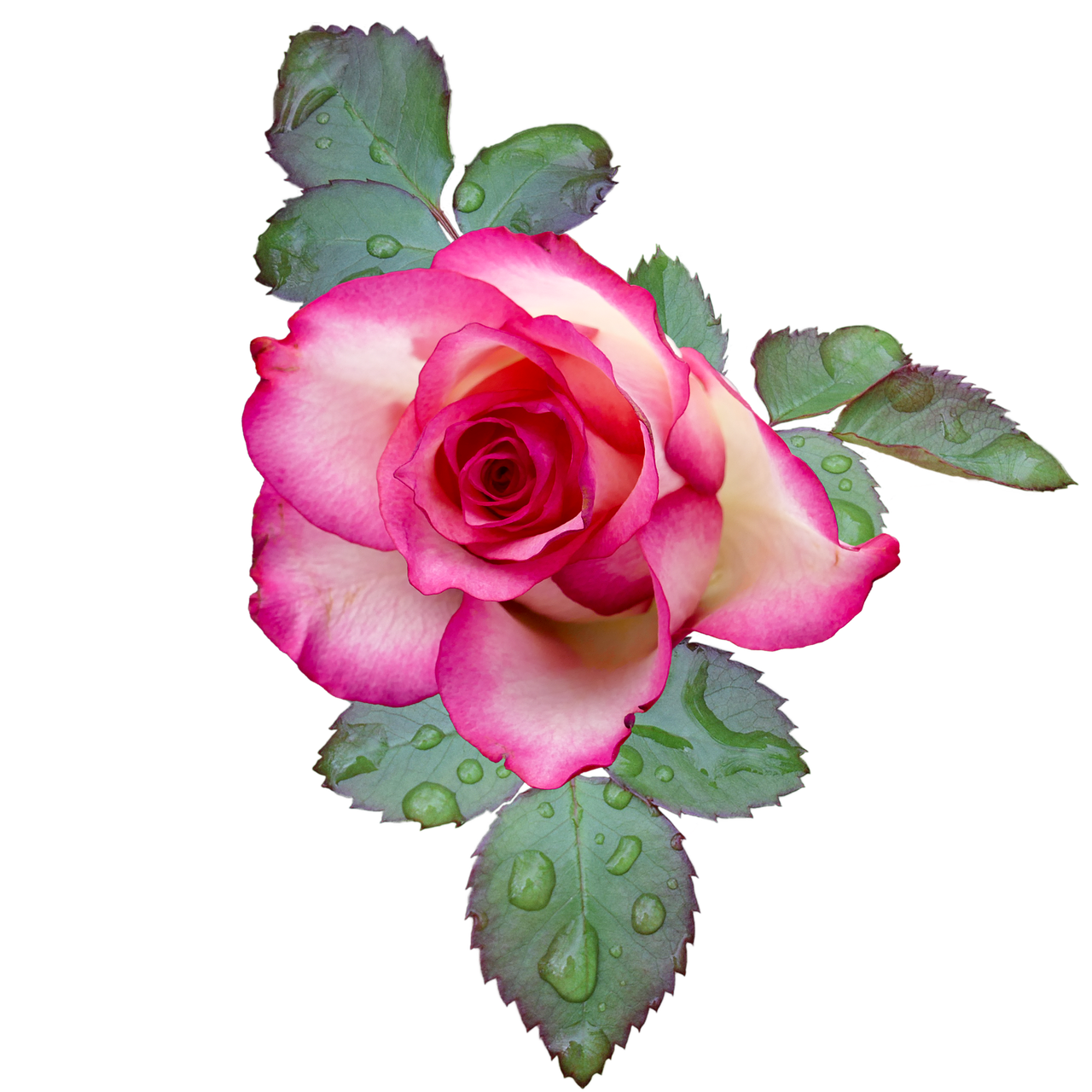 Image - rose rose bloom pink white flower