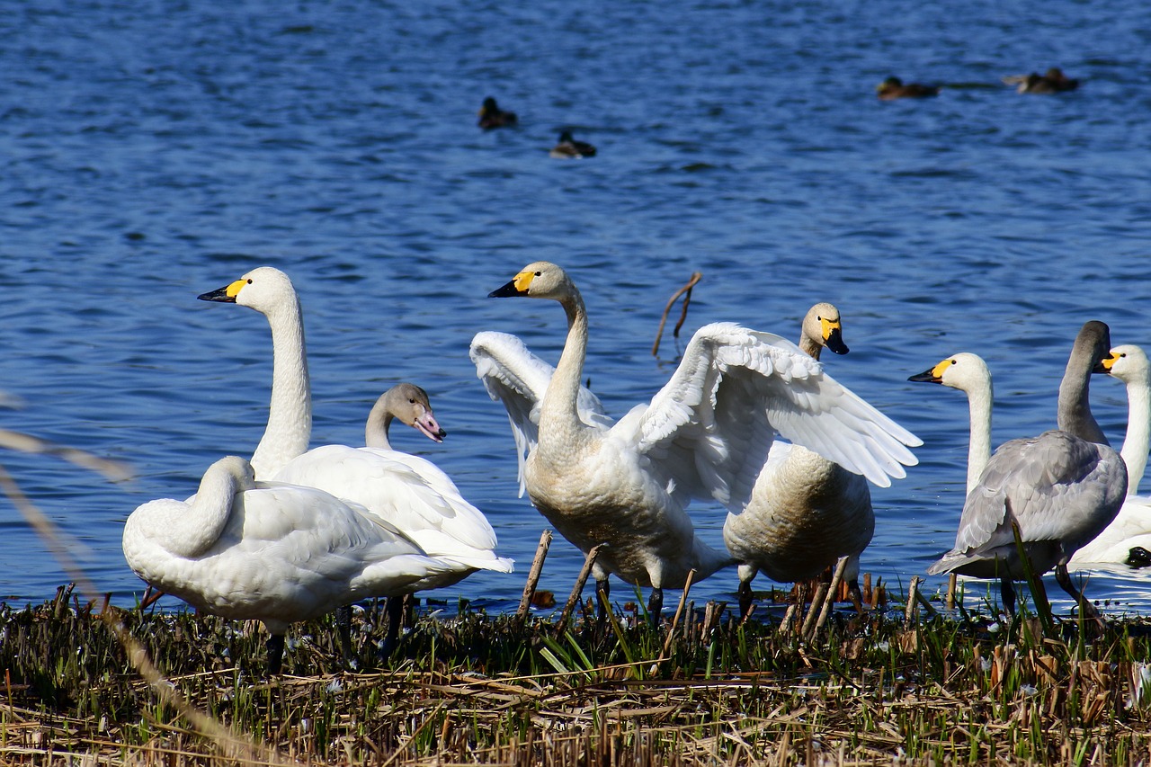 Image - animal lake japan 佐潟 dune lake