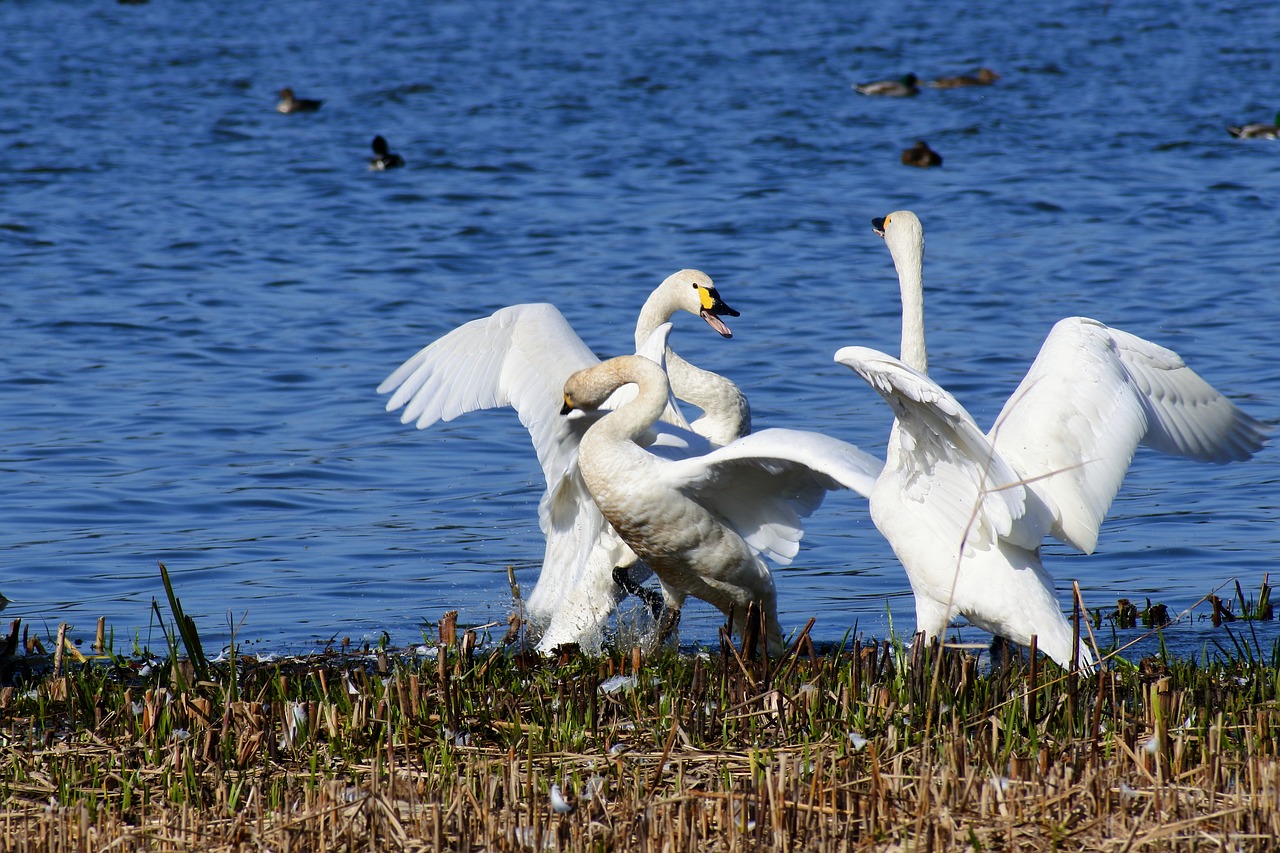 Image - animal lake japan 佐潟 dune lake