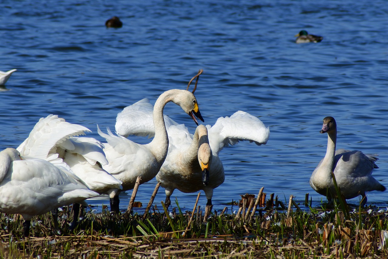 Image - animal lake japan 佐潟 dune lake