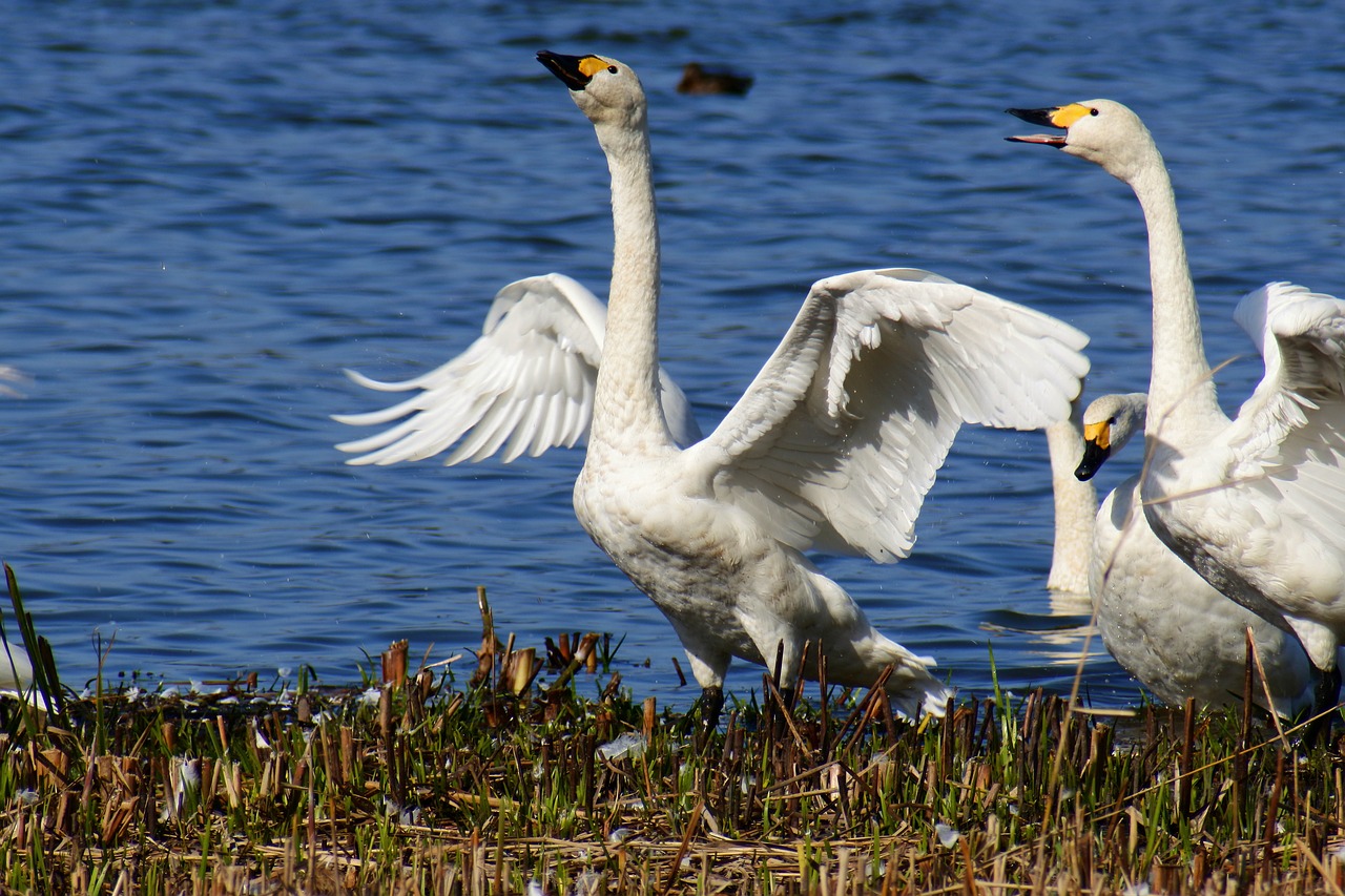 Image - animal lake japan 佐潟 dune lake