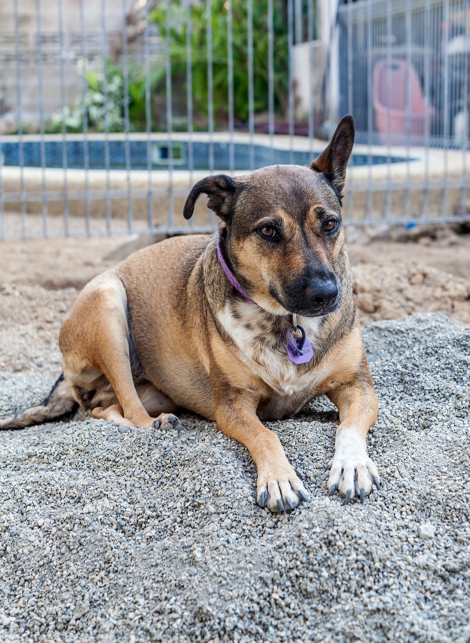 Image - dog shepherd dog short hair