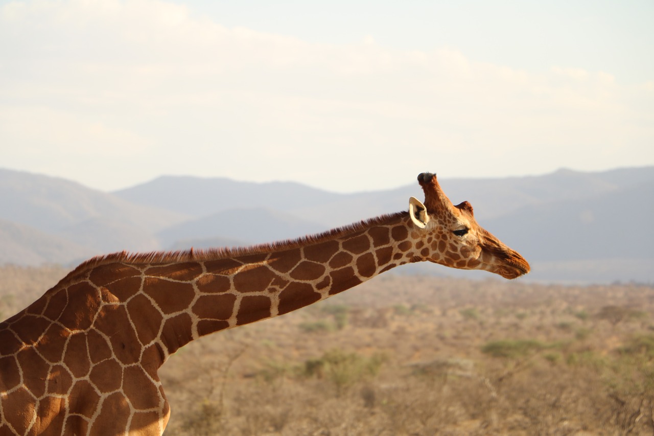 Image - giraffe safari animal wild