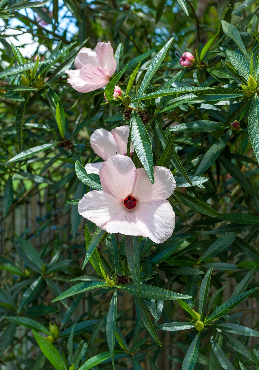 Image - flowers hibiscus china rose