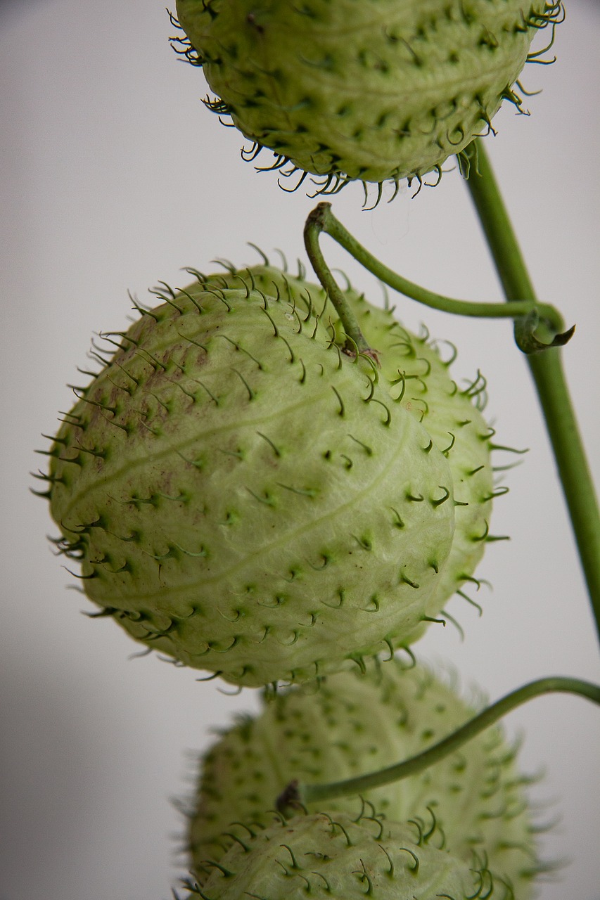 Image - silk flower balloon plant papstei