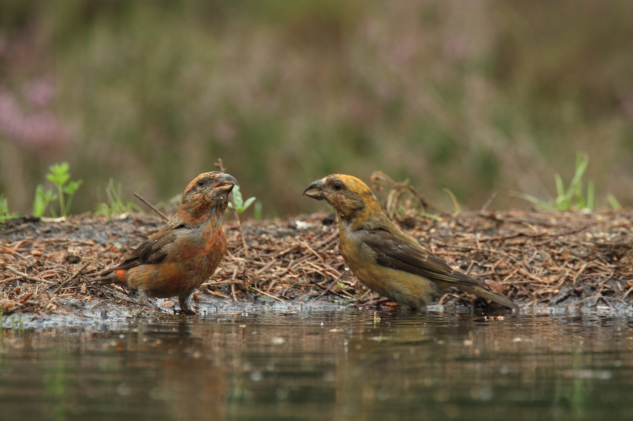 Image - crossbill kruisbekken nature