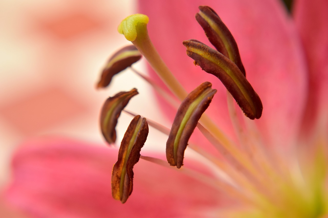 Image - lily flower petals pistil style