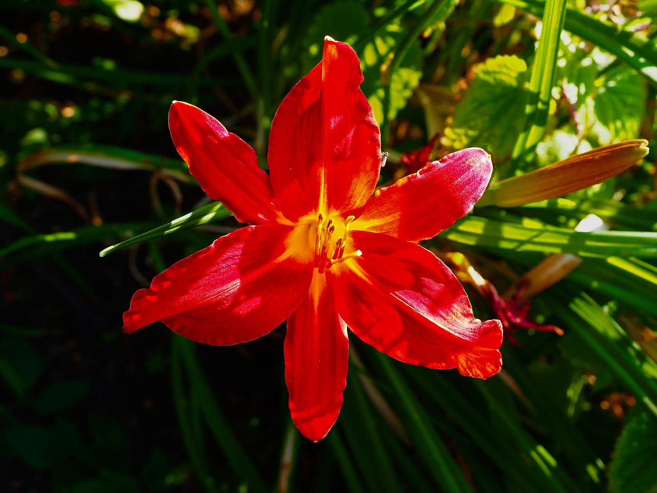 Image - lily flower red park garden green