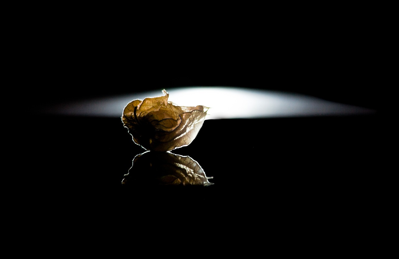 Image - physalis gold berry fruit