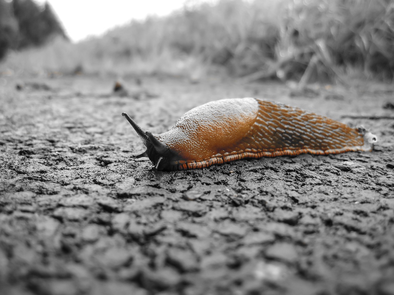 Image - snail slug nature reptile slowly