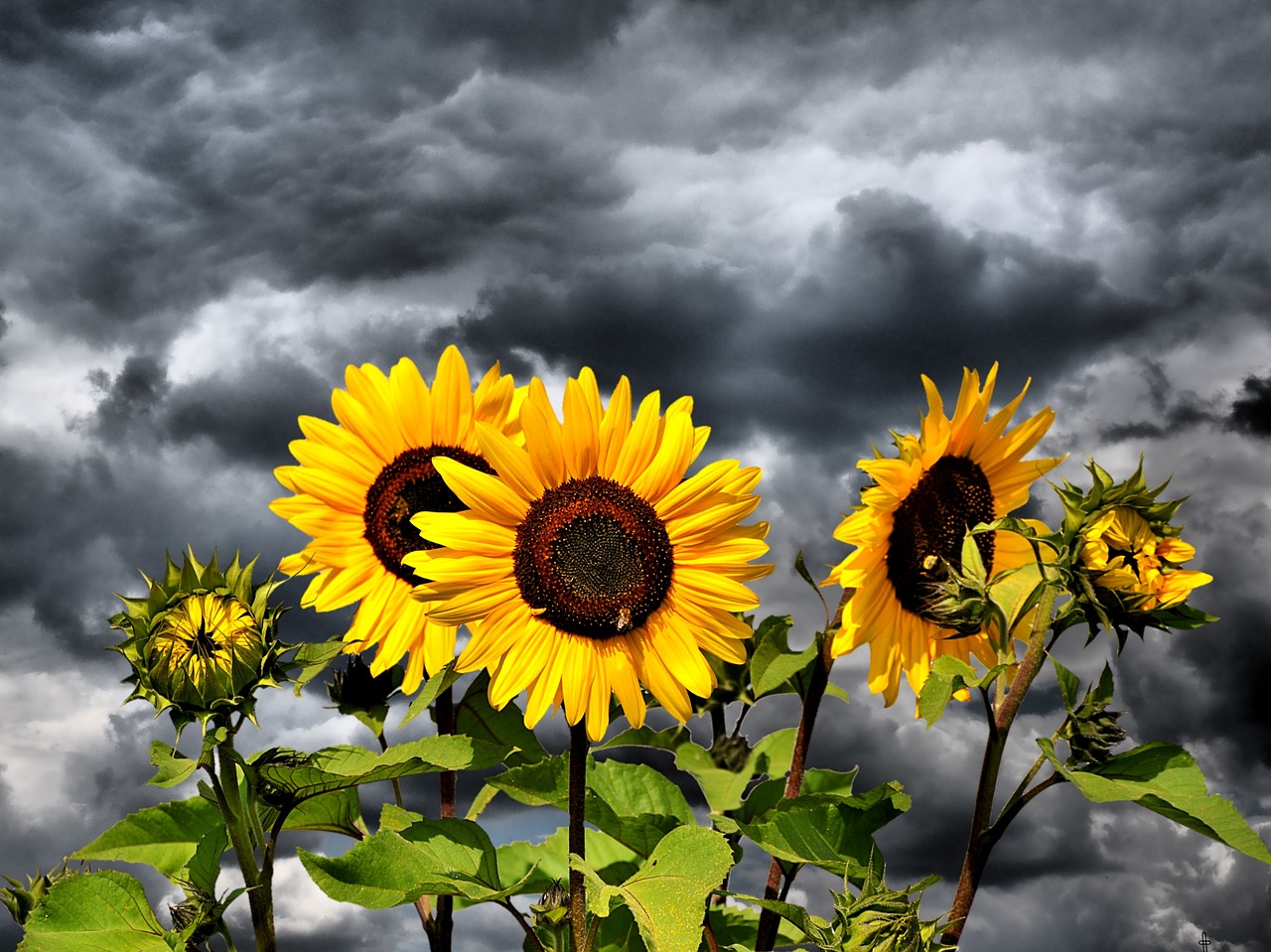 Image - sun flower flower yellow flower