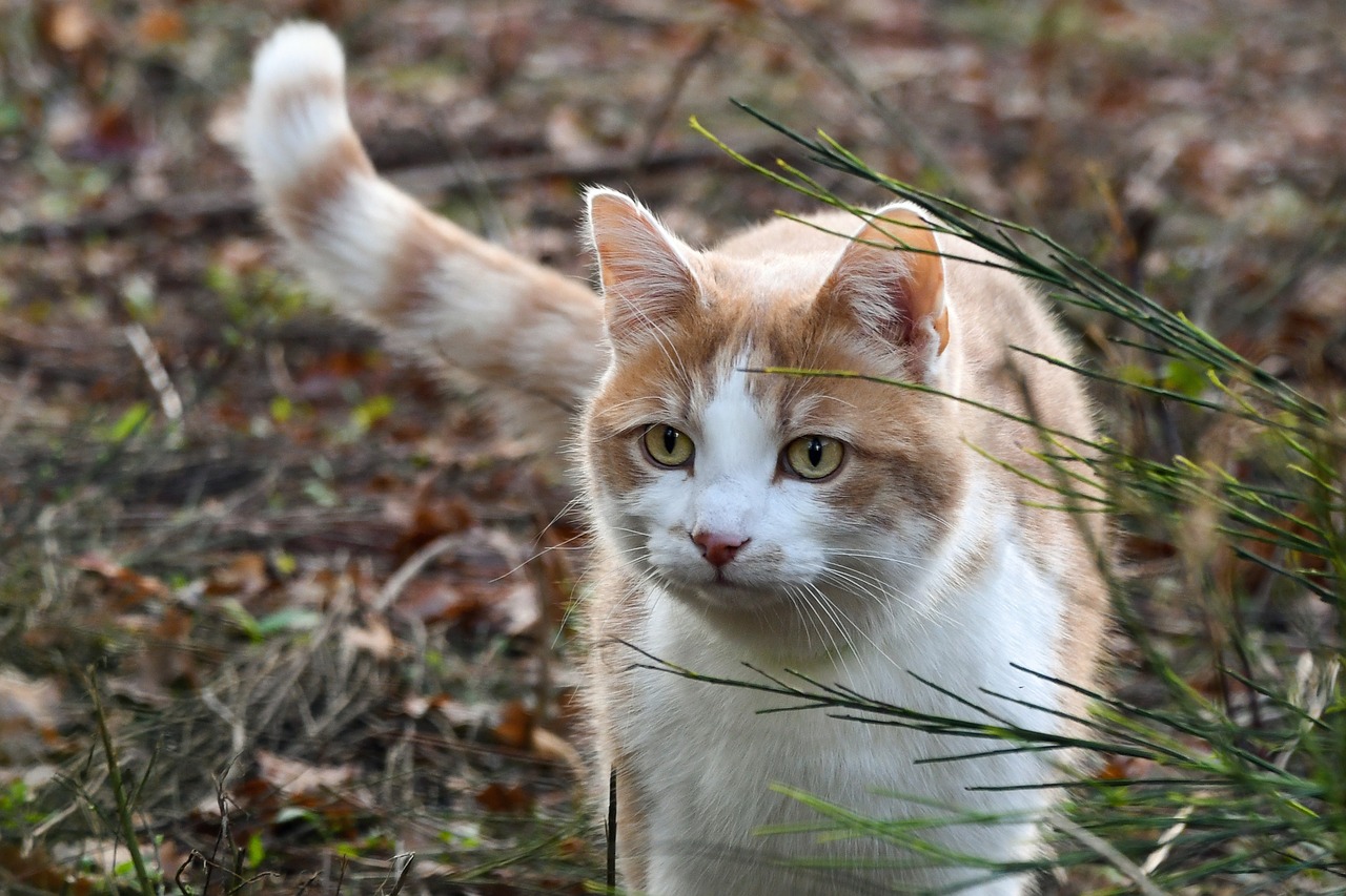 Image - cat nature animal feline field