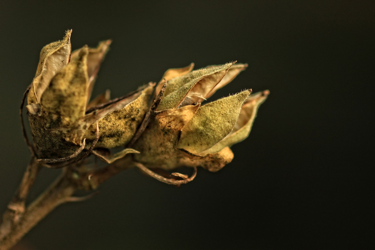 Image - hibiscus macro seeds garden flower