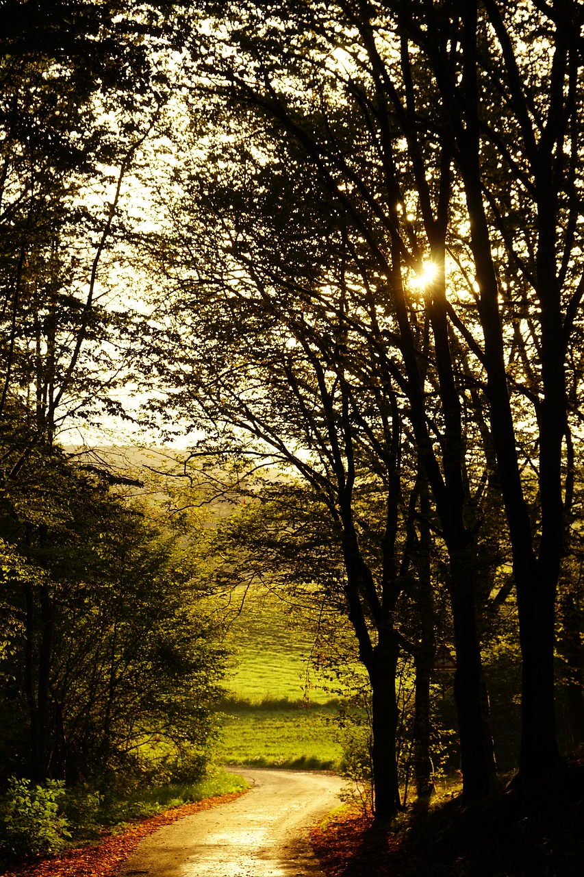 Image - sunset forest mood road autumn