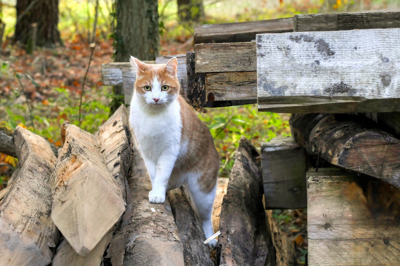 Image - cat wood animal feline field