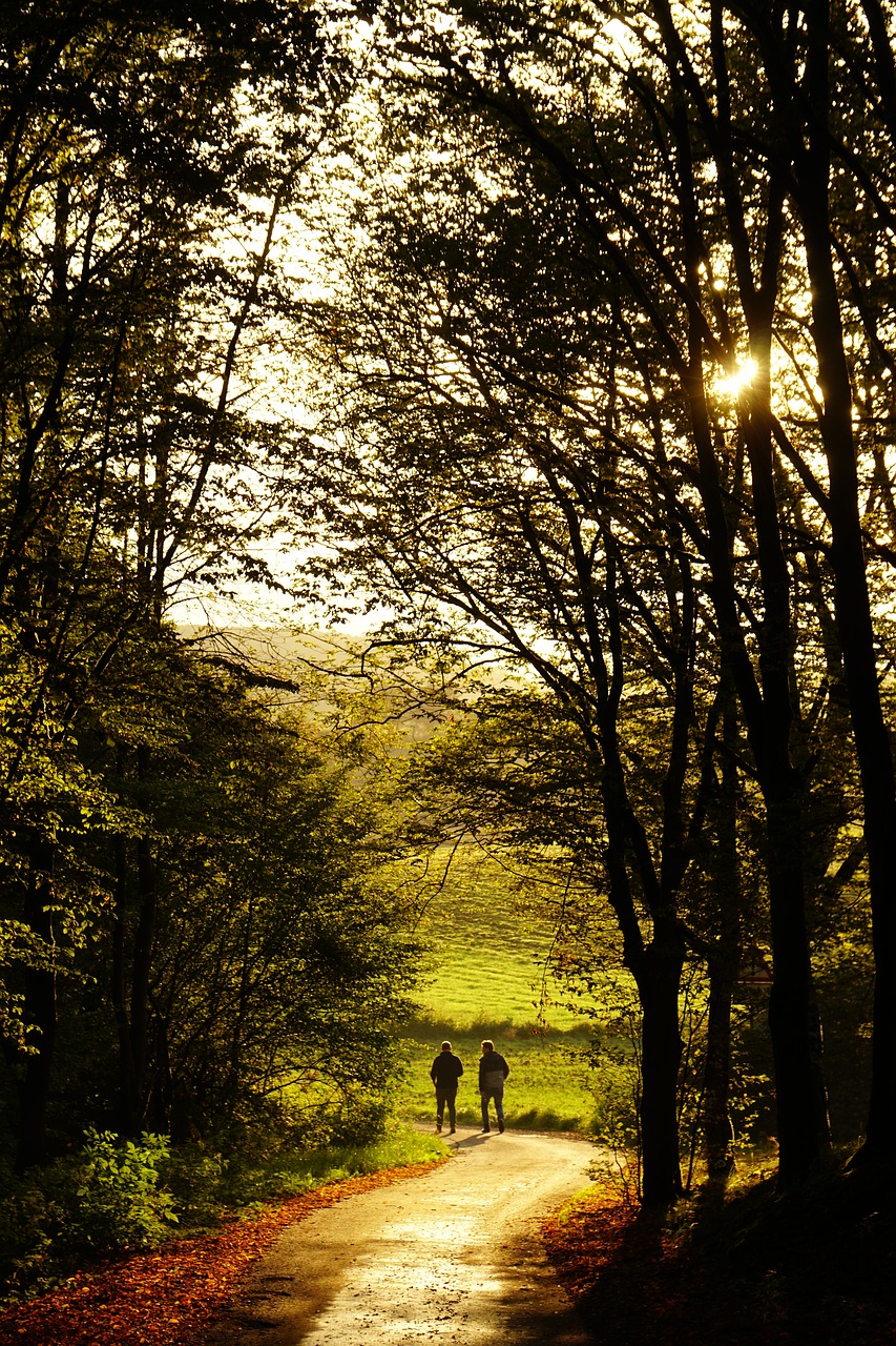 Image - sunset forest mood human walkers