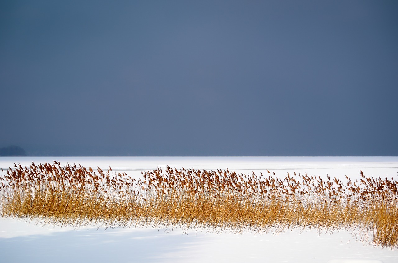 Image - winter lake frozen ice reed cold