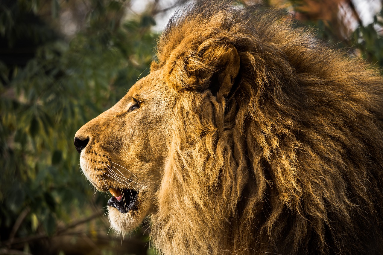 Image - lion mane zoo cat predator males