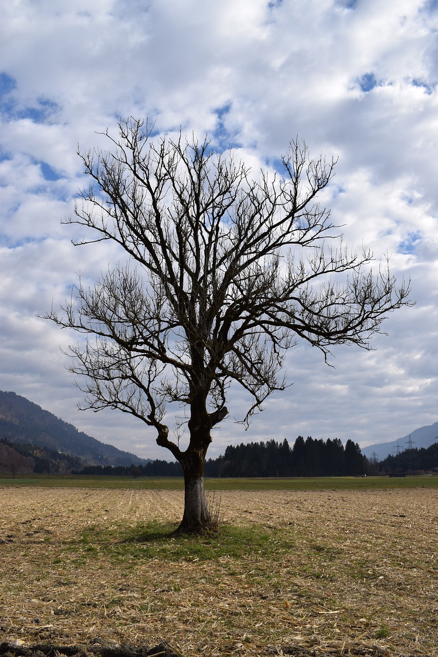 Image - tree arable arable tree autumn