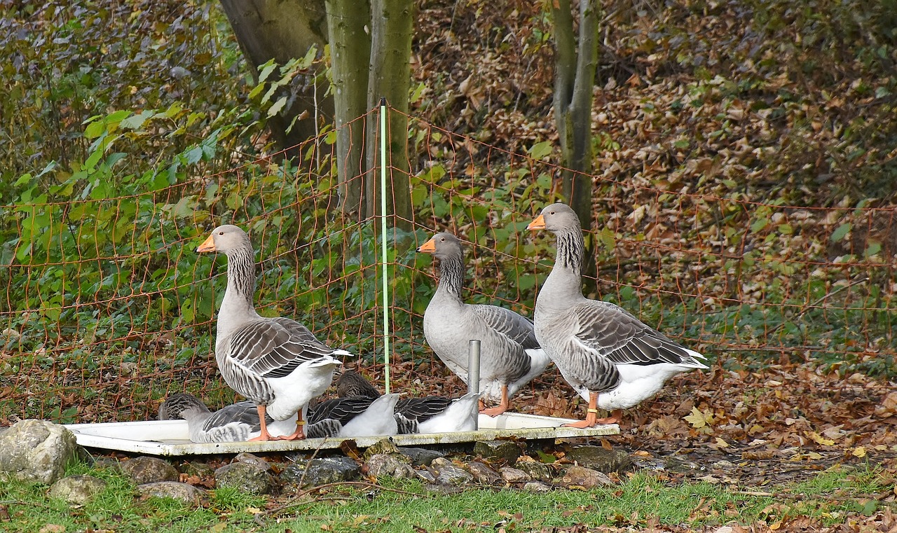 Image - geese farm poultry bill