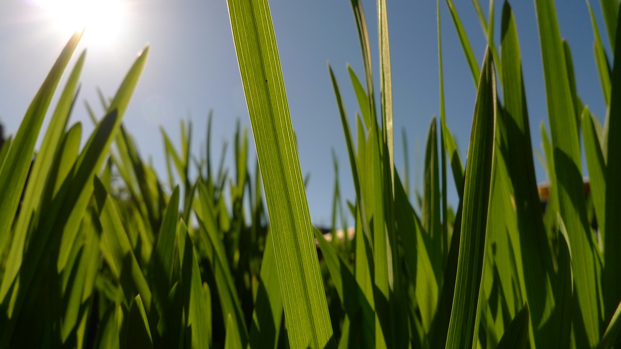 Image - green blade of grass sunny light