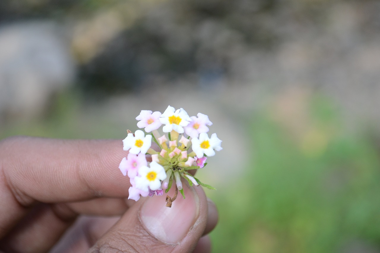 Image - photography dslr camera nikion flower