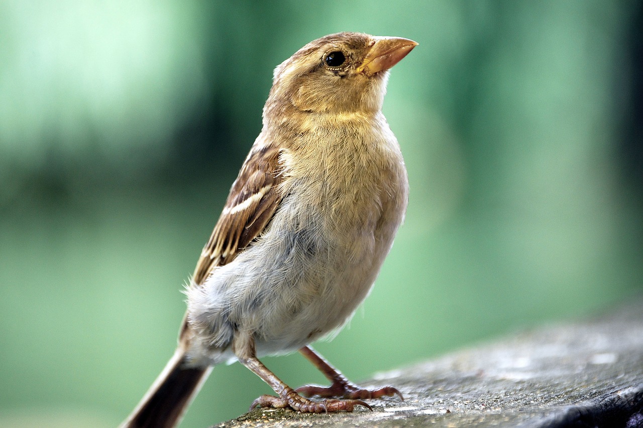 Image - sparrow sperling bird cheeky bitch