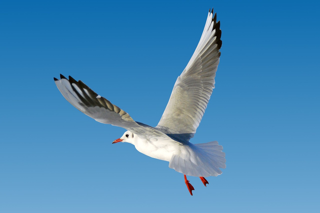 Image - seagull baltic sea sea beach