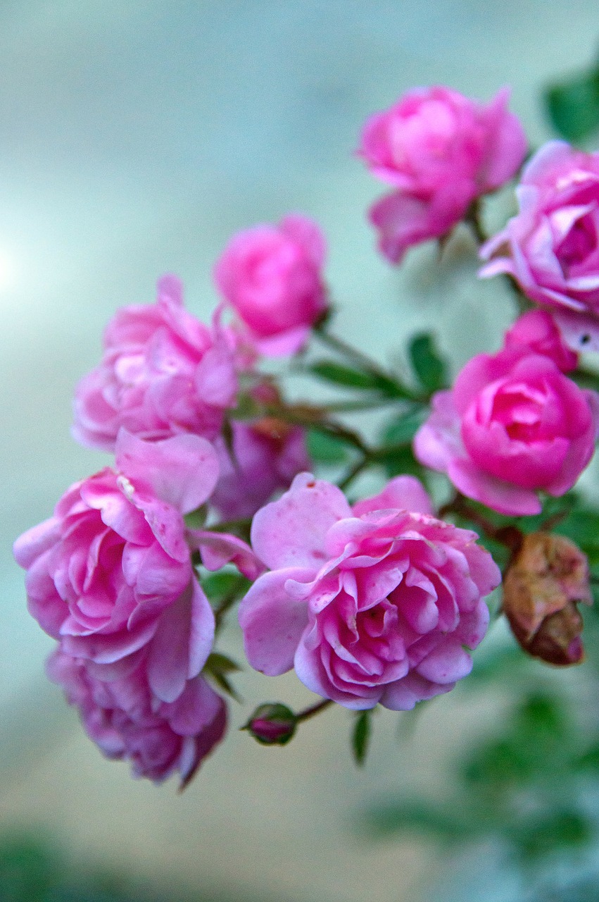Image - rose autumn rose pink flowers