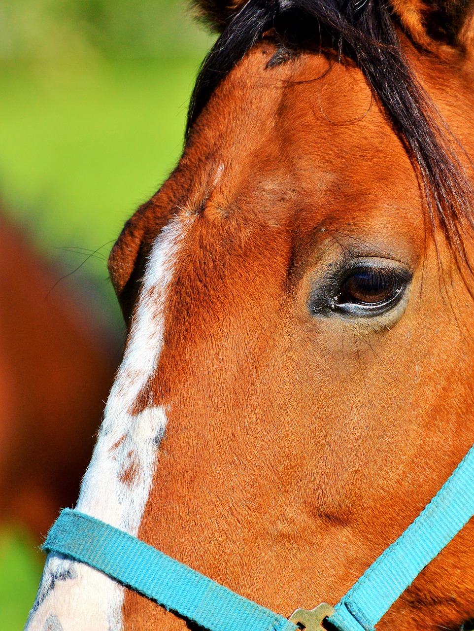 Image - horse ride reiter equestrian