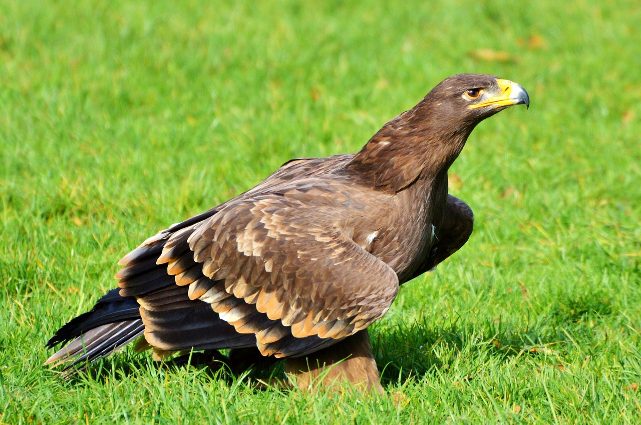 Image - adler bird of prey raptor bird